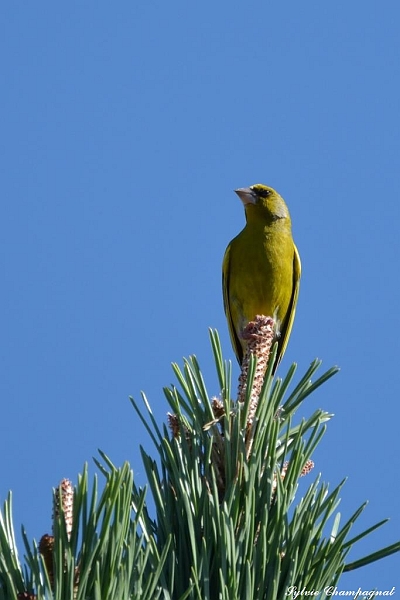 Verdier d'Europe Villelongue DM.jpg